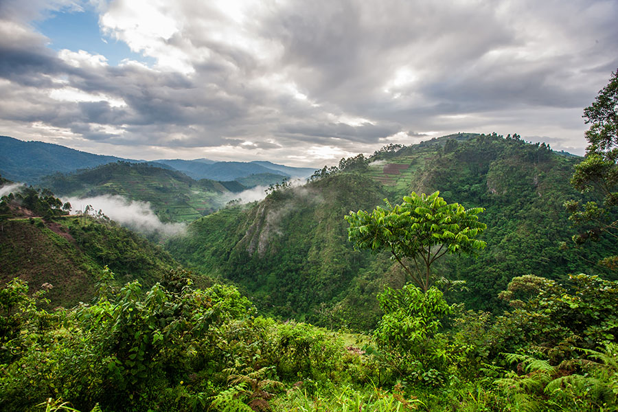 Beautiful landscape in southwestern Uganda, at the Bwindi Impenetrable Forest National Park, at the borders of Uganda, Congo and Rwanda. The Bwindi National Park is the home of the mountain gorillas.